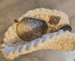 Crochet Glasses Holder - Image 