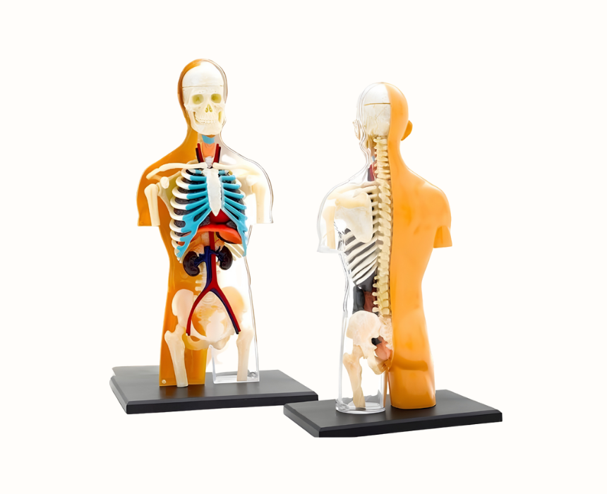 171 Human Anatomy - Image 1