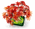 JAPANESE MAPLE TREE 10348 - Image 