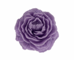 Lavender Soap - Image 