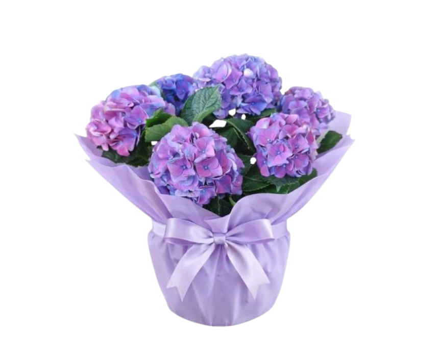 5 Hydrangea Plant - Image 1