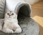 3-in-1 Cat Tunnel Bed - Image 