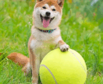Giant Dog Tennis Ball Large - Image 