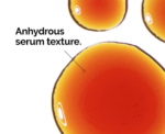 The Ordinary Pycnogenol 5% Antioxidant Serum - Image 