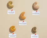 RawBites Peanut Butter Protein Puffs - Image 