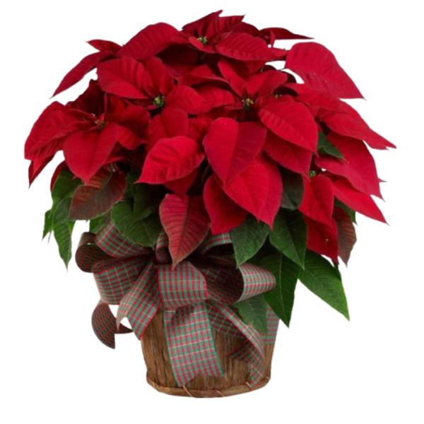 Red Poinsettia Plant in a Pot Rudolphs Poinsettia
