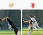 Dog Training Bite Tug Toy - Image 