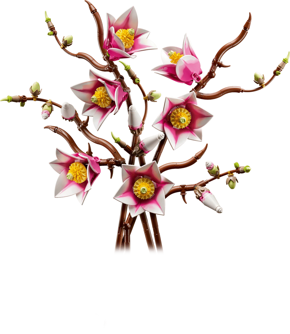 Magnolia Branches