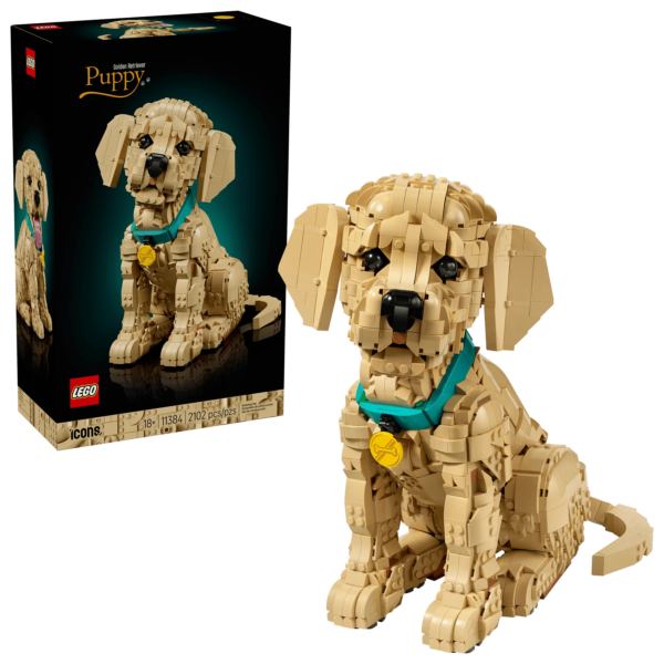Golden Retriever Puppy