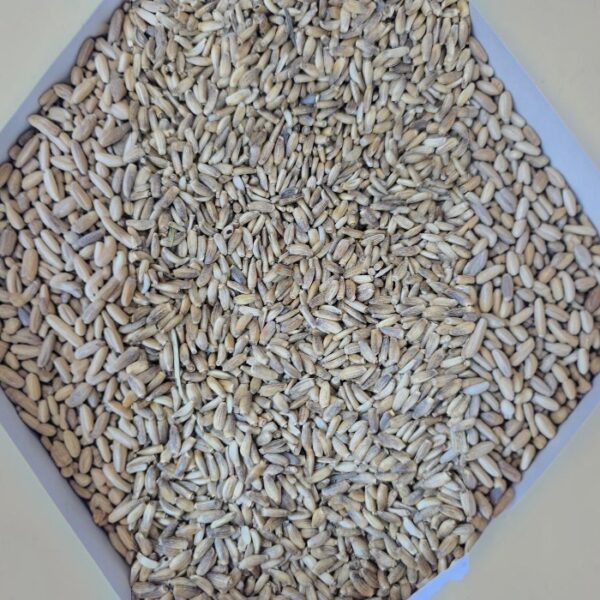 Milk Thistle Seeds
