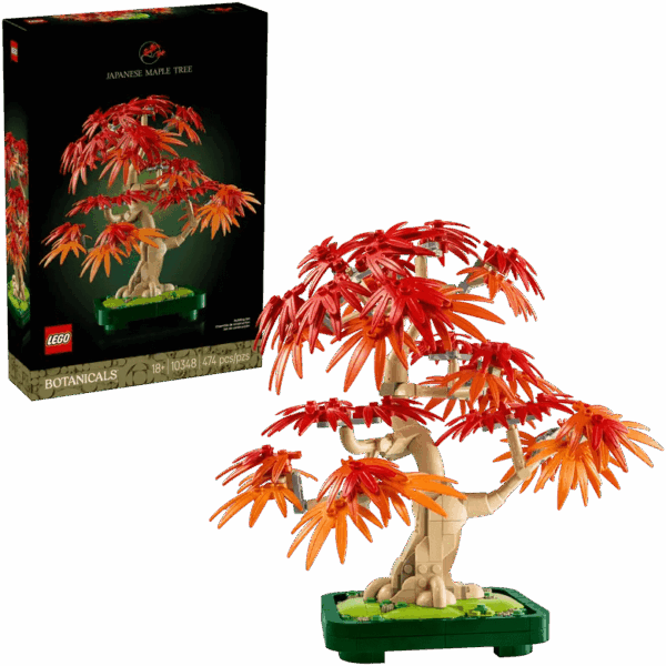 Japanese Red Maple Bonsai Tree