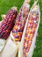 Glass Gem Rainbow Corn seeds - Image 