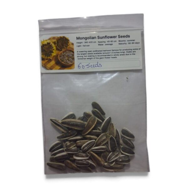 Mangolian Sunflower seeds