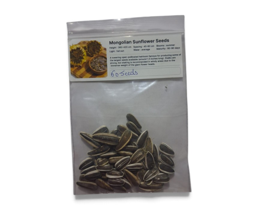 Photo_Mangolian_sinflower-1.jpg Mangolian Sunflower seeds - Image 1