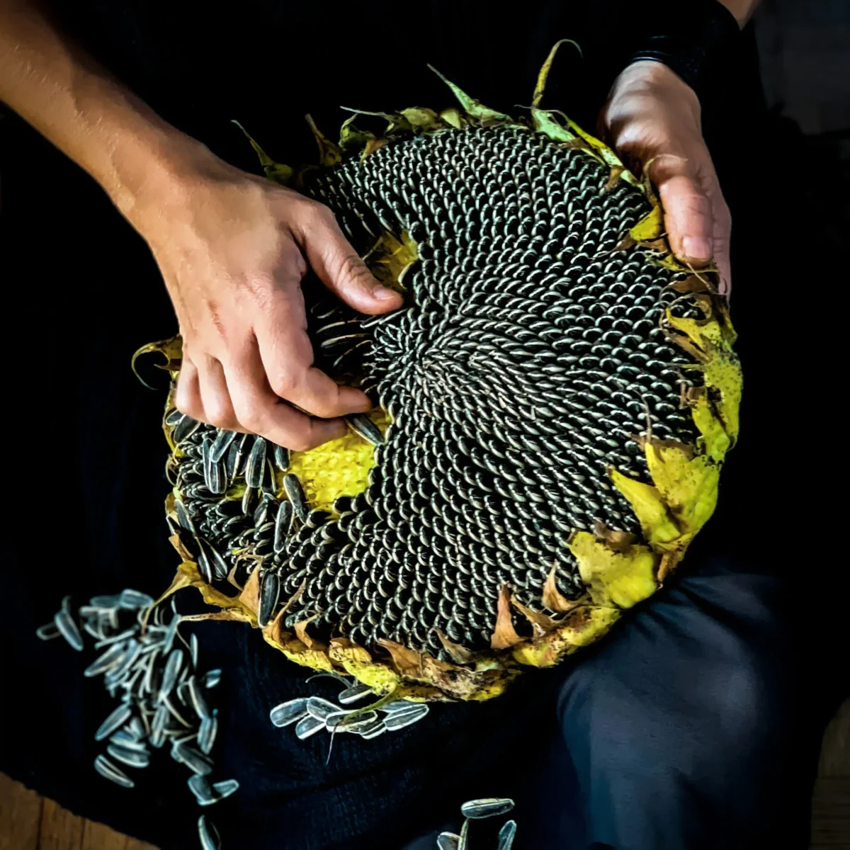 Mangolian Sunflower seeds - Image 