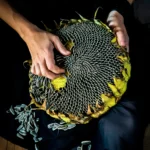 Mangolian Sunflower seeds - Image 