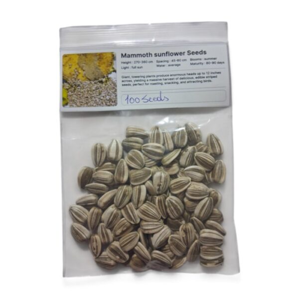 Mammoth Sunflower seeds