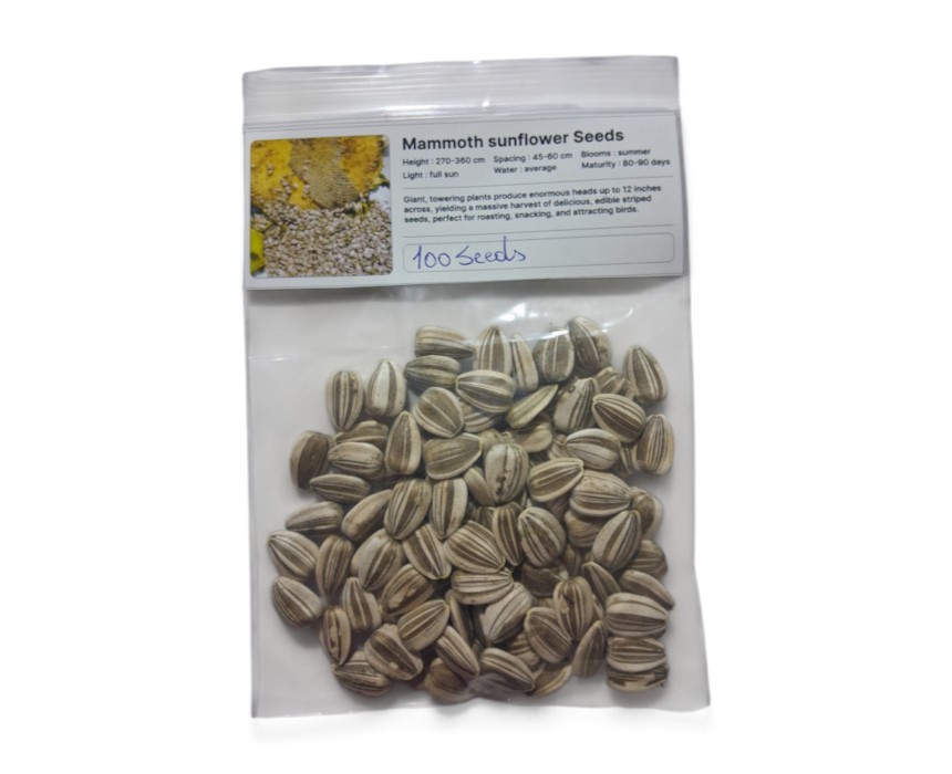 photo_mammoth_sunflower-1.jpg Mammoth Sunflower seeds - Image 1