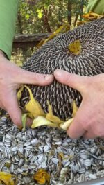 Mammoth Sunflower seeds - Image 